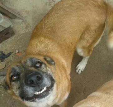 Cachorro ra a vira lata idade 4 anos nome Layla