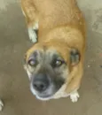 Layla