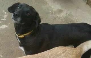 Cachorro ra a VIRA LATA idade 4 anos nome KELLY