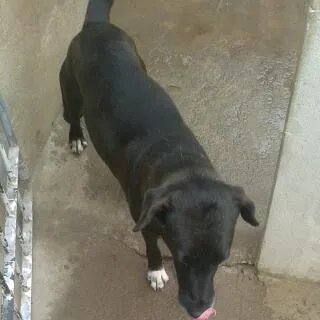 Cachorro ra a VIRA LATA idade 4 anos nome KELLY