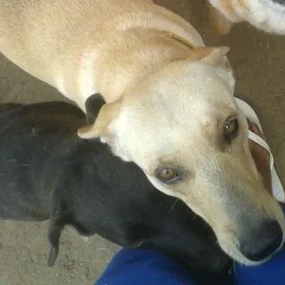 Cachorro ra a vira lata idade 4 anos nome Penélope