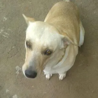 Cachorro ra a vira lata idade 4 anos nome Penélope