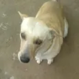 Penélope