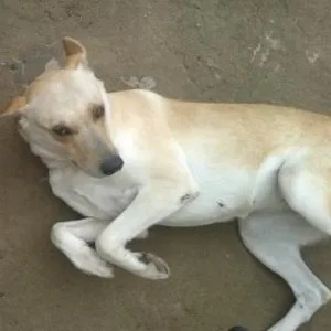 Cachorro raça vira lata idade 4 anos nome Penélope