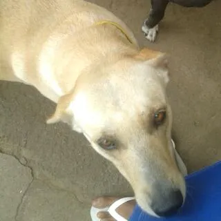 Cachorro ra a vira lata idade 4 anos nome Penélope