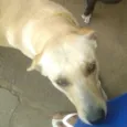 Penélope