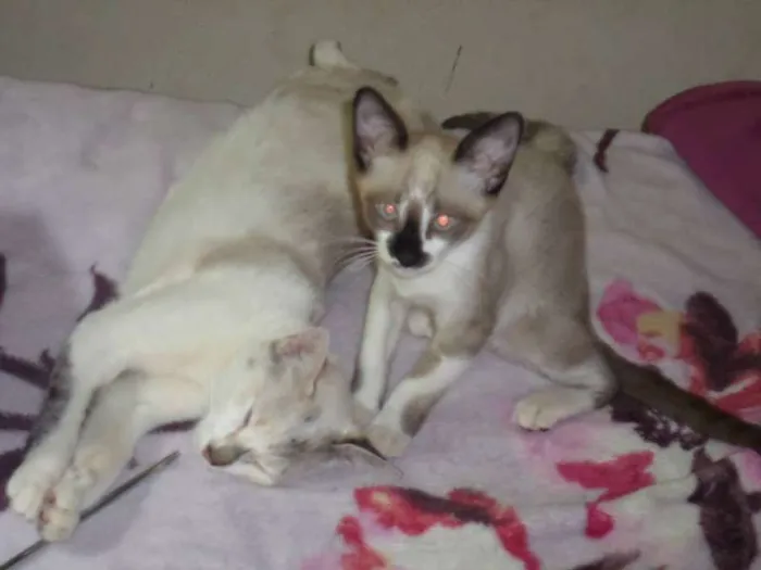 Gato ra a vira lata idade 1 ano nome sem nome