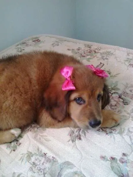 Cachorro ra a não tem  idade Abaixo de 2 meses nome não tem 