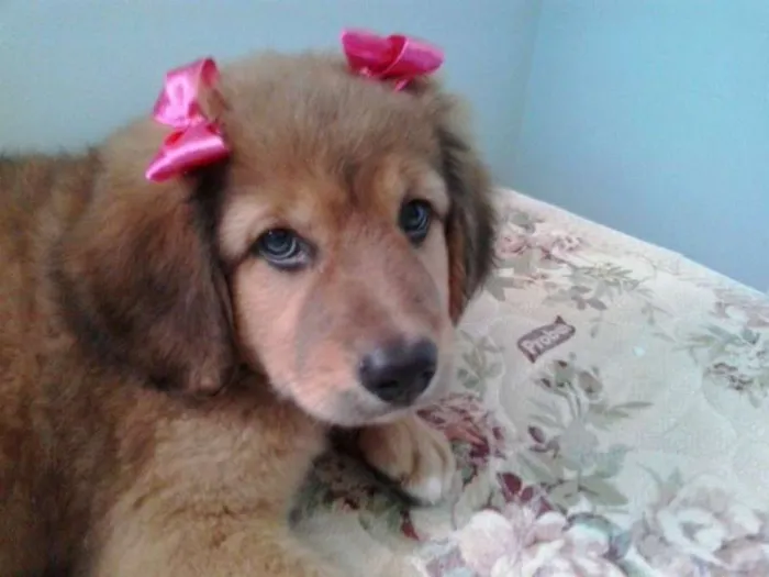 Cachorro ra a não tem  idade Abaixo de 2 meses nome não tem 