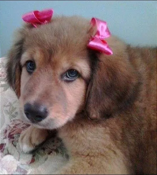 Cachorro ra a não tem  idade Abaixo de 2 meses nome não tem 