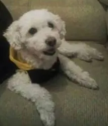 Cachorro raça  Poodle idade 6 ou mais anos nome Fofucho