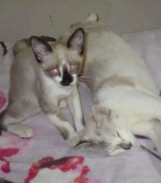 Gato ra a vira lata idade 1 ano nome sem nome