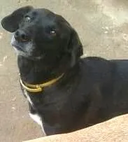 Cachorro ra a VIRA LATA idade 4 anos nome KELLY