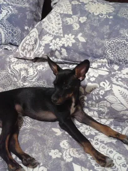Cachorro ra a SRD idade 2 a 6 meses nome Bud