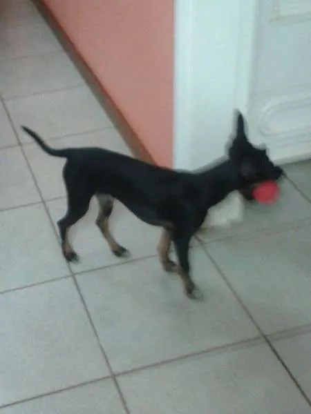 Cachorro ra a SRD idade 2 a 6 meses nome Bud