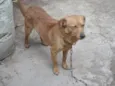 Pitoco