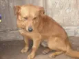 Pitoco