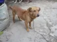 Pitoco