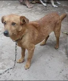 Cachorro raça sem raça definida idade 1 ano nome Pitoco