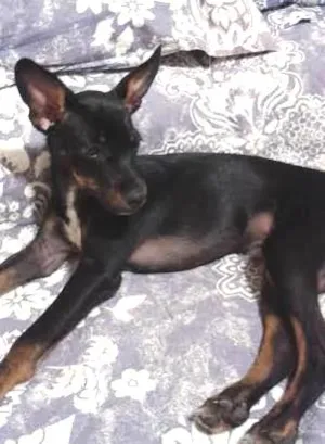 Cachorro raça SRD idade 2 a 6 meses nome Bud