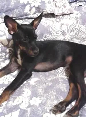 Cachorro ra a SRD idade 2 a 6 meses nome Bud