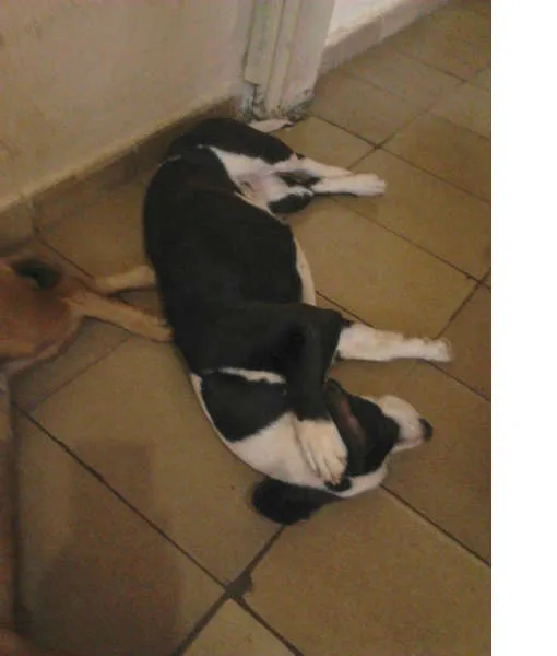 Cachorro ra a VILA LATA COM COFAP idade 2 anos nome MONICA