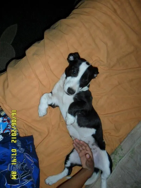 Cachorro ra a VILA LATA COM COFAP idade 2 anos nome MONICA