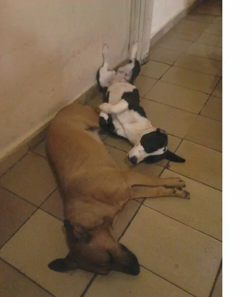 Cachorro ra a VILA LATA COM COFAP idade 2 anos nome MONICA