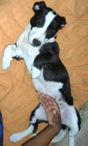 Cachorro raça VILA LATA COM COFAP idade 2 anos nome MONICA