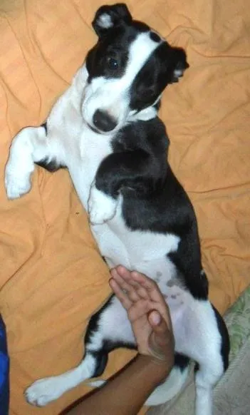 Cachorro ra a VILA LATA COM COFAP idade 2 anos nome MONICA