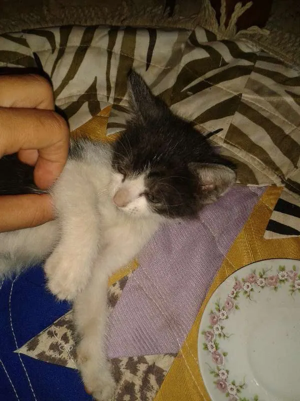 Gato ra a Malhado idade Abaixo de 2 meses nome Frajolinha