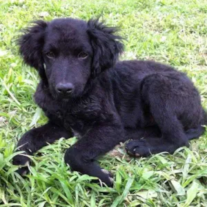 Cachorro raça SRD idade 2 a 6 meses nome Sushi