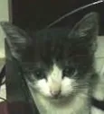 Frajolinha