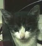 Gato ra a Malhado idade Abaixo de 2 meses nome Frajolinha