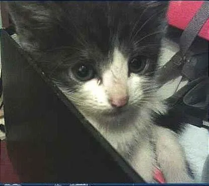 Gato ra a Malhado idade Abaixo de 2 meses nome Frajolinha