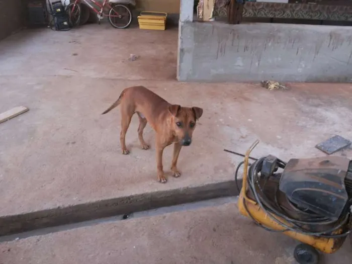 Cachorro ra a mistura idade 1 ano nome hulk