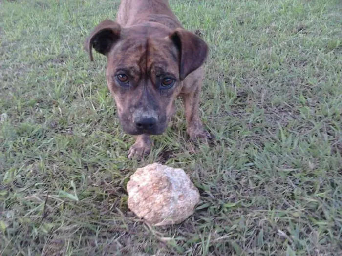 Cachorro ra a SRD idade 2 anos nome Atila