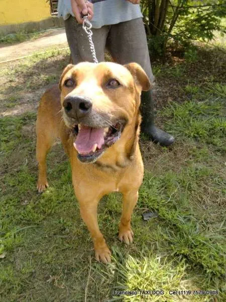 Cachorro ra a S.R.D. idade 4 anos nome BORIS