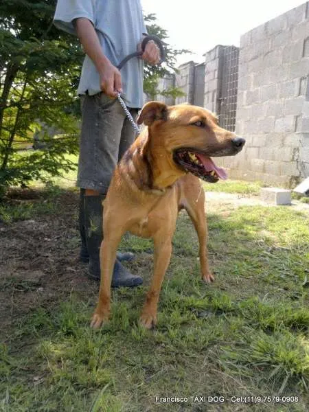 Cachorro ra a S.R.D. idade 4 anos nome BORIS