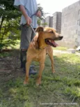 BORIS