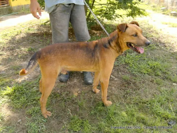Cachorro ra a S.R.D. idade 4 anos nome BORIS