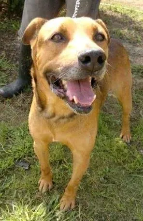 Cachorro raça S.R.D. idade 4 anos nome BORIS