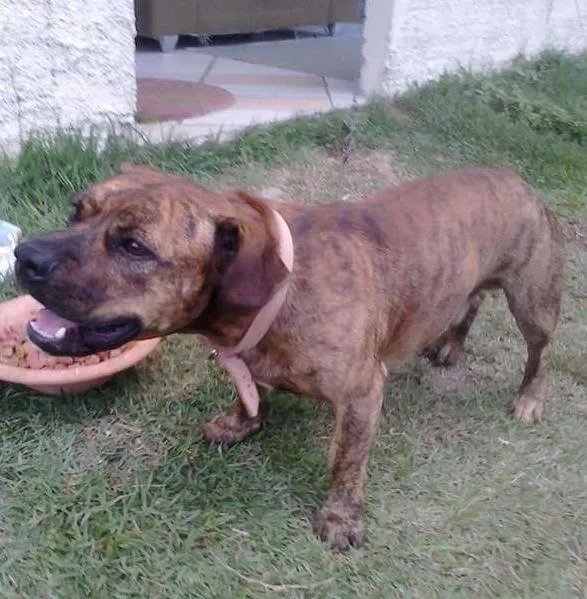 Cachorro ra a SRD idade 2 anos nome Atila