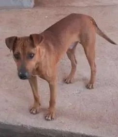 Cachorro ra a mistura idade 1 ano nome hulk