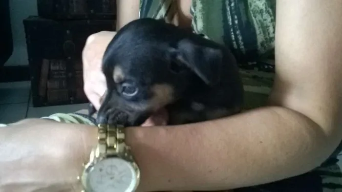 Cachorro raça Rottweiler/Pastor Alemão  idade Abaixo de 2 meses nome Sem Nome