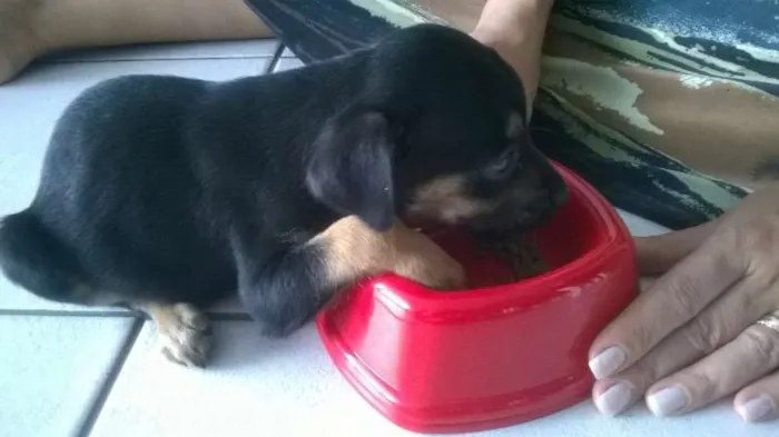 Cachorro raça Rottweiler/Pastor Alemão  idade Abaixo de 2 meses nome Sem Nome