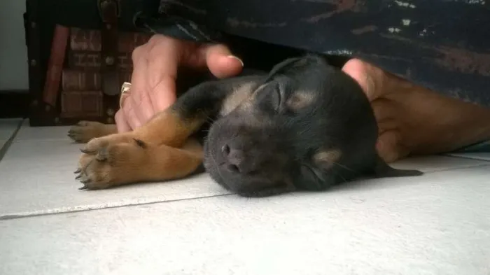 Cachorro raça Rottweiler/Pastor Alemão  idade Abaixo de 2 meses nome Sem Nome