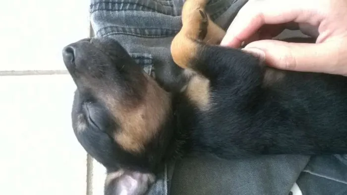 Cachorro raça Rottweiler/Pastor Alemão  idade Abaixo de 2 meses nome Sem Nome