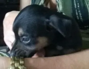 Cachorro raça Rottweiler/Pastor Alemão  idade Abaixo de 2 meses nome Sem Nome