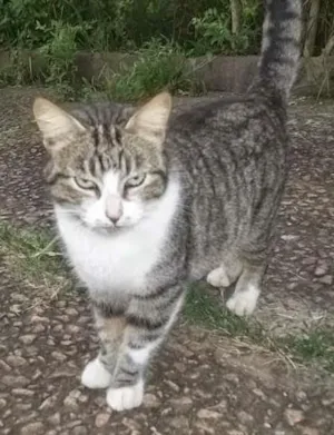 Gato raça SRD idade 2 anos nome Tigradinha